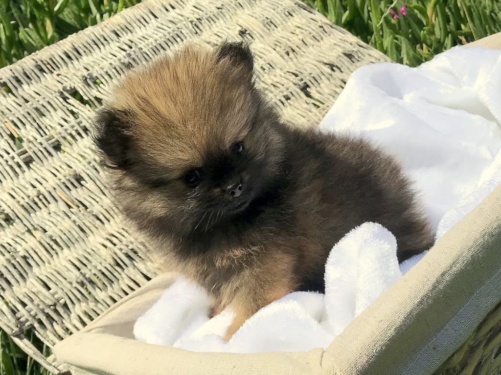 Chiot Spitz allemand De La Perle Noire